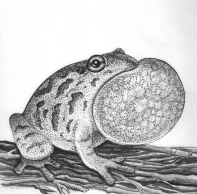 Spring peeper frog Spring peeper frog