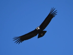 Condor Condor