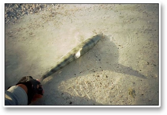 Early morning bonefish Early morning bonefish