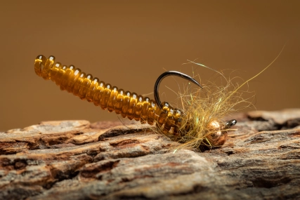 Brown Springtail Brown Springtail