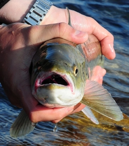 Here's looking at you, kid Here's looking at you, kid