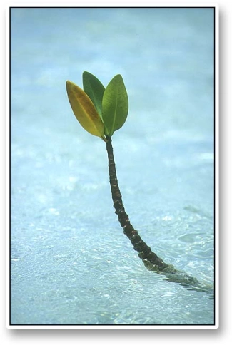 Mangrove spruce Mangrove spruce