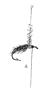 Sedge Pupa 2 Sedge Pupa 2