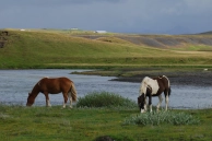 Icelandic horses Icelandic horses