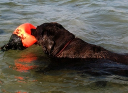 Charlie loves water Charlie loves water