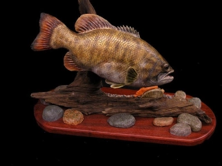 Bass, different angle Bass, different angle