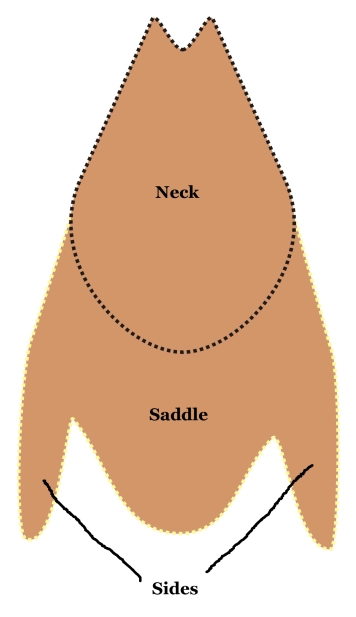 Neck and saddle Neck and saddle