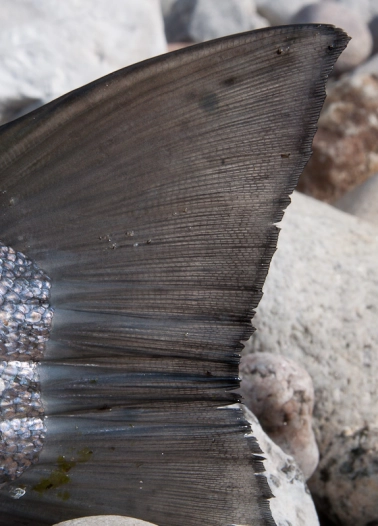 Perfect tail Perfect tail