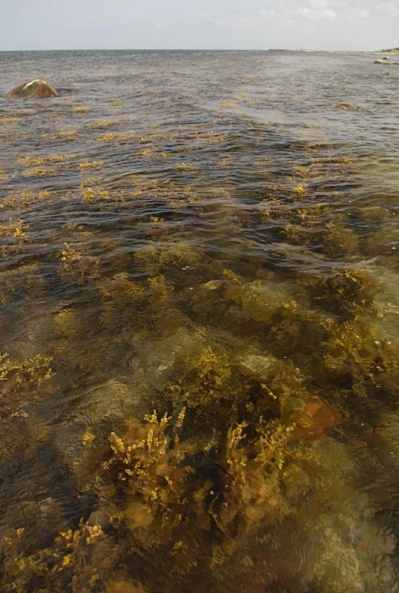 Hare's Ear water Hare's Ear water