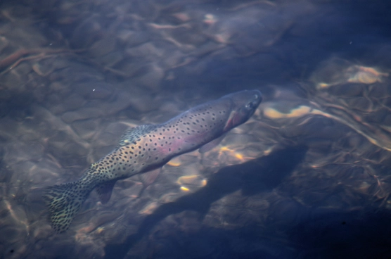 Visible fish Visible fish