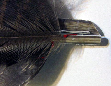 streamers_wing_11