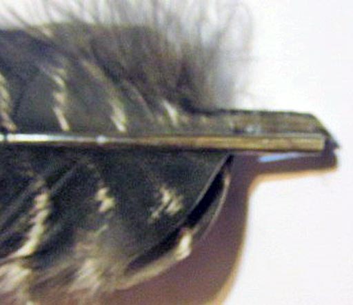 streamers_wing_4