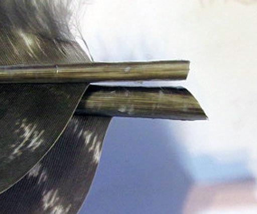 streamers_wing_6