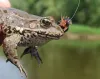 User submitted picture: Frog n fly