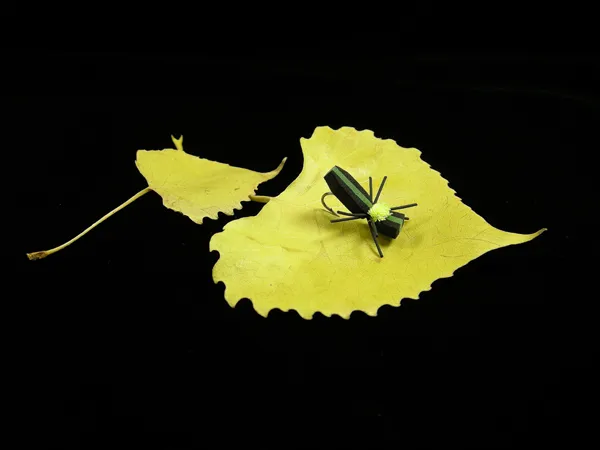 User submitted picture: DC's Snoball Beetle resid...