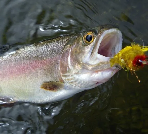 User submitted picture: Rainbow with a big appeti...